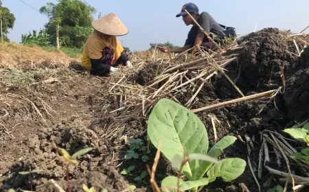Petani Di Jombang Mulai Masuk Masa Tanam Tembakau