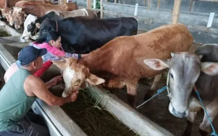 Jelang Idul Adha, Disnakkan Bondowoso Periksa Kesehatan Hewan Kurban