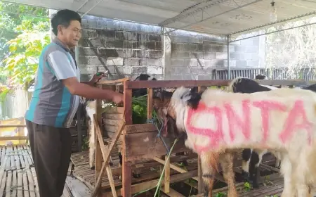 Jelang Hari Raya Kurban, Harga Kambing Kota Batu Tembus Rp 3 Juta