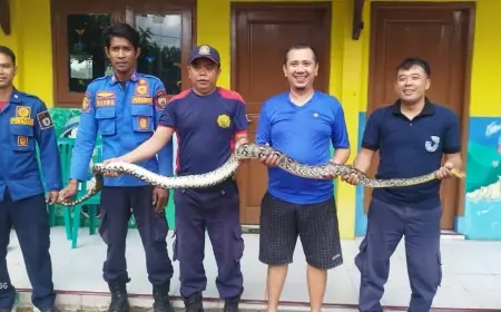 Gegara Ular Sanca Kembang 4 Meter Nyangkut,  Saluran Pembuangan Air Warga di Jember Tersumbat