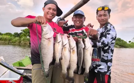 Sungai Bengawan Solo Gresik, Surganya Pemancing Predator Barramundi