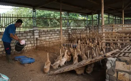 SIG Pabrik Tuban Dukung Peternak Bebek Petelur Desa Senori