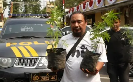 Cari Korban Tebing Longsor, Tim SAR Malah Temukan Tanaman 'Ganja'