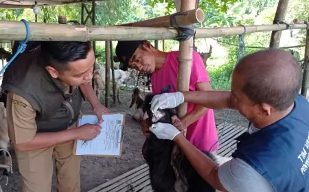 Sidak Setiap Lapak, DKPP Kota Mojokerto Sebut Tak Ada Hewan Kurban Sakit