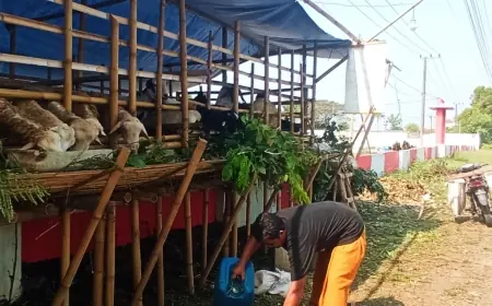 Demi Cuan, Jelang Idul Adha, Seorang Pria di Jember Dagang Hewan Kurban Dekat Pemakaman