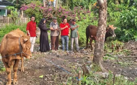PDI Perjuangan Jombang Salurkan Bantuan Dua Ekor Sapi Kurban Ke Ponpes