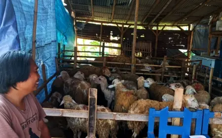 Tukang Jagal Tahunan Jember Banjir Order Saat Lebaran Tiba