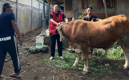 DPC PDI Perjuangan Serahkan Dua Ekor Sapi ke Dua Kecamatan