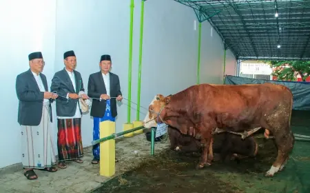 Pak Yes  Tinjau Penyembelihan Hewan Kurban 1445 H