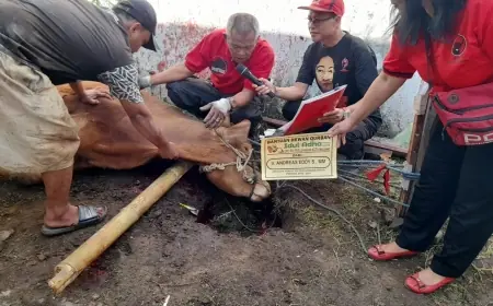 DPC PDI Perjuangan Kota Malang Salurkan 2.500 Daging Kurban