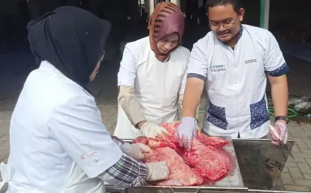 Detail Pemeriksaan Hewan Kurban: Prosedur Ante-Mortem dan Post-Mortem oleh Disnak Jatim