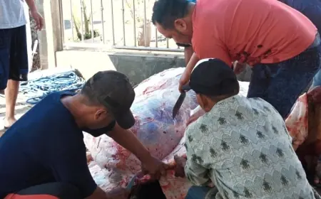 Tren Hewan Kurban Kota Batu Naik 387 Ekor