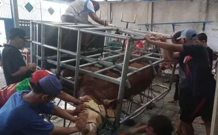 Praktis, Begini Cara Santri Ponpes Gadingmangu Jombang Potong Hewan Kurban