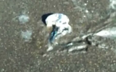 Awas! Ada Ubur-Ubur Beracun Muncul di Pantai Watu Ulo Jember