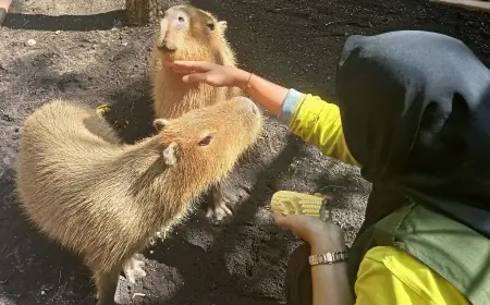 Kapibara, Ikon Meme Viral "Masbro" Hadir di Kebun Binatang Surabaya