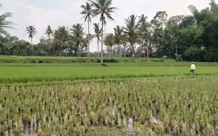 Kota Batu Krisis Petani Milenial