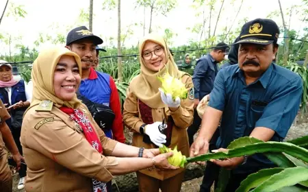 Petani Banyuwangi Kembangkan Buah Naga Kuning, Banyak Diburu Customer