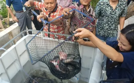 Panen Perdana Ikan Nila Tim Petra-ponik PCU, Kombinasikan Budidaya Maggot dan Aquaponik