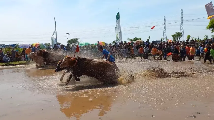 Obati Kangen, Karapan Sapi Brujul Dandim 0820 Cup Berlangsung Meriah