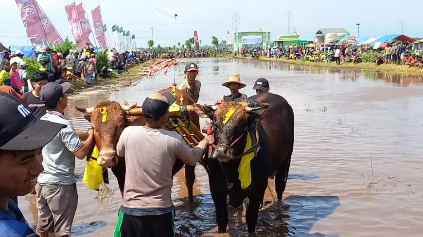 Kerapan Sapi Brujul Probolinggo, Bermula dari Kebiasaan Petani Sebelum Tanam Padi