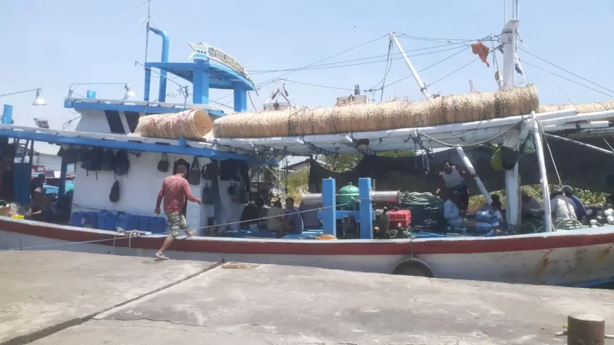 Pemilik Perahu Panen Cuan Ketika Hiu Tutul Muncul di Perairan Probolinggo