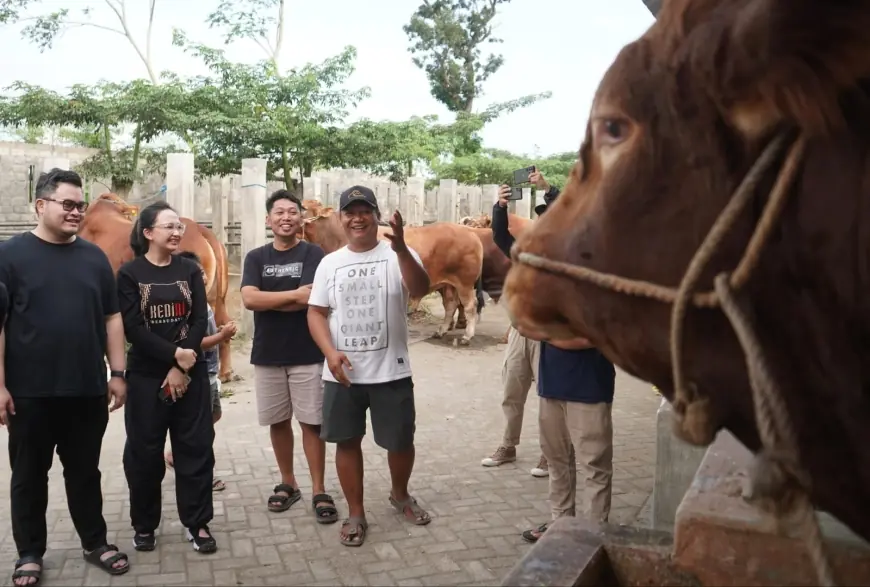 Mas Dhito Bareng Mbak Cicha Beli Empat Ekor Sapi Jumbo untuk Kurban