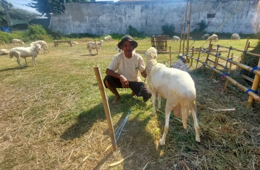 Mulai Bermunculan, Pedagang Kambing di Probolinggo Berharap Berkah Idul Adha