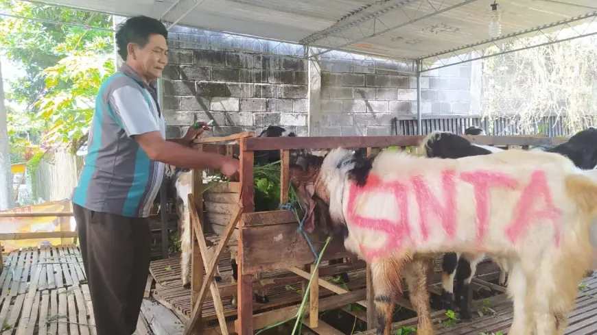 Jelang Hari Raya Kurban, Harga Kambing Kota Batu Tembus Rp 3 Juta