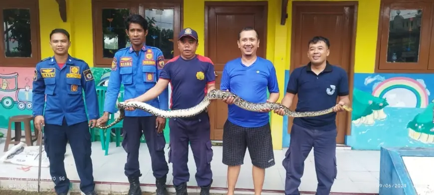 Gegara Ular Sanca Kembang 4 Meter Nyangkut,  Saluran Pembuangan Air Warga di Jember Tersumbat