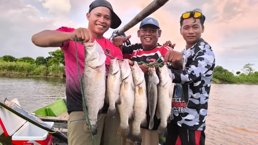 Sungai Bengawan Solo Gresik, Surganya Pemancing Predator Barramundi