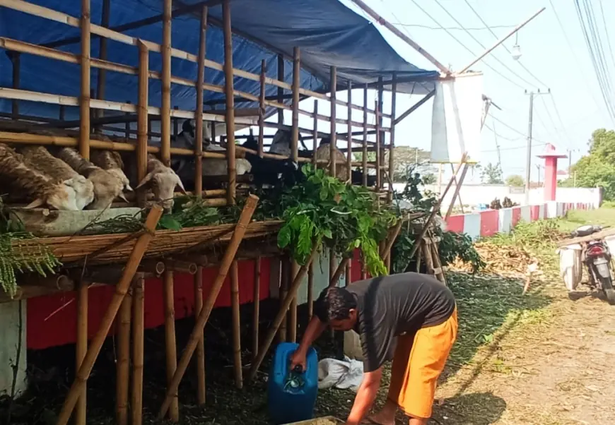 Demi Cuan, Jelang Idul Adha, Seorang Pria di Jember Dagang Hewan Kurban Dekat Pemakaman