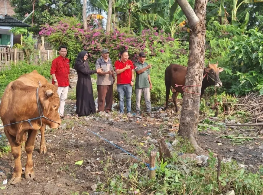 PDI Perjuangan Jombang Salurkan Bantuan Dua Ekor Sapi Kurban Ke Ponpes