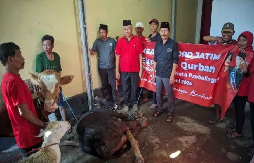 Salurkan Hewan Kurban dari DPD, DPC Kota Probolinggo: Bentuk Hadirnya PDI Perjuangan kepada Wong Cilik