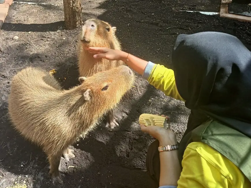 Kapibara, Ikon Meme Viral "Masbro" Hadir di Kebun Binatang Surabaya