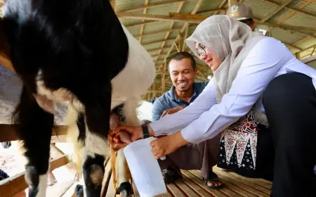 Kisah Jarot Eks PMI Banyuwangi Sukses Beternak Kambing Perah, Bupati Ipuk : Layak Jadi Inspirasi