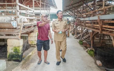 Bupati Lamongan Picu  Potensi Sektor Peternakan Domba  Unggulan