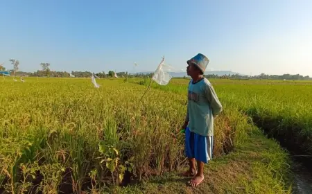 Ribuan Burung Pipit Serbu Belasan Hektar Sawah di Jember, Petani Terancam Gagal Panen 