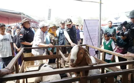 Pemkab Lamongan Sukses Gelar Kontes Domba Bupati Cup