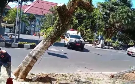 DPUPR Kota Batu Mengganti Pohon Tabebuya di Jalan Pangsud