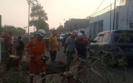 Pohon Tumbang Timpa Pengguna Jalan Di Jombang, Korban Dilarikan Ke RSUD