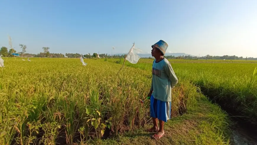 Ribuan Burung Pipit Serbu Belasan Hektar Sawah di Jember, Petani Terancam Gagal Panen 