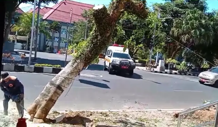 DPUPR Kota Batu Mengganti Pohon Tabebuya di Jalan Pangsud