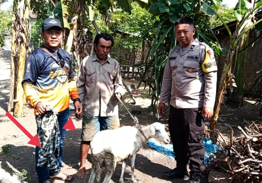 Warga Pesisir Paseban Jember Digemparkan Kambing Dalam Sarung