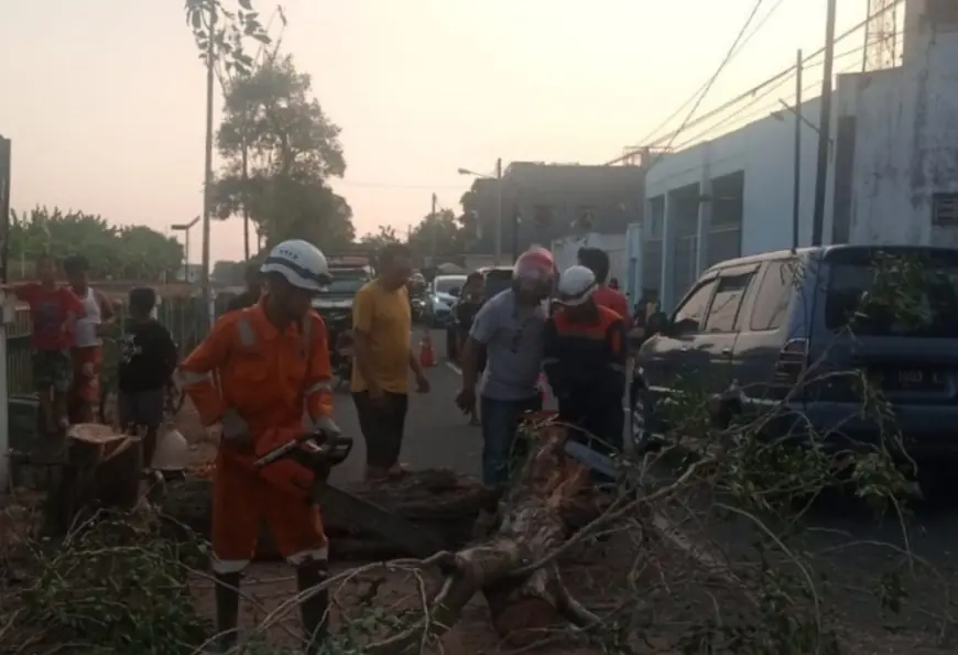 Pohon Tumbang Timpa Pengguna Jalan Di Jombang, Korban Dilarikan Ke RSUD