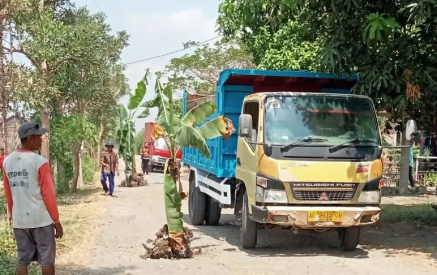 Jalan Rusak Tak Kunjung Diperbaiki, Warga Tanjunganom Nganjuk Tanam Pohon Pisang di Tengah Jalan