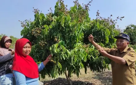 Asiknya Petik Buah di Agrowisata Pangalangan Gresik, Pengunjung Bisa Makan Sepuasnya