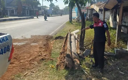 Pohon Tua Tumbang Timpa Pengendara Sepeda Motor Di Jombang
