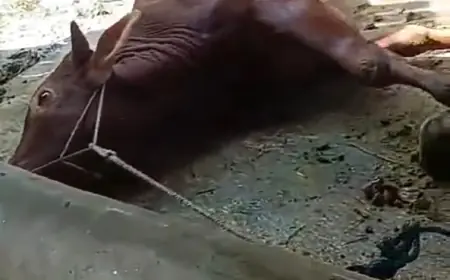 Geger, Puluhan Sapi Desa Beji Mati Mendadak