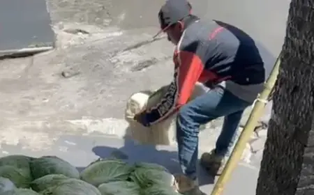 Harga Sawi Anjlok, Petani Bagikan Hasil Panen ke Wisatawan Bromo