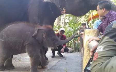 Momentum HUT ke-108 KBS: Perkenalkan Anak Gajah Rocky Balboa